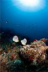 Poisson-papillon (Chaetodon capistratus), Sainte-Lucie, Antilles, Caraïbes, Amérique centrale