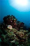 Foureye butterflyfish (Chaetodon capistratus), St. Lucia, West Indies, Caribbean, Central America