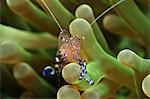 Anemone shrimp (Periclimenes holtuisi), Philippines, Southeast Asia, Asia