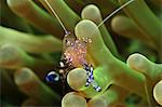 Crevettes anémone (Periclimenes holtuisi), Philippines, Asie du sud-est, Asie