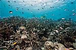 Reef scene at Nalusuan Marine Sanctuary, Cebu, Philippines, Southeast Asia, Asia