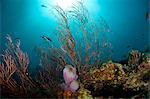 Reef scene with fan coral and vase sponge, St. Lucia, West Indies, Caribbean, Central America