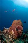 Barrel sponges and creole wrasse, St. Lucia, West Indies, Caribbean, Central America