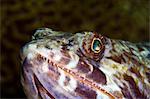 Sand diver (Synodus intermedius), St. Lucia, West Indies, Caribbean, Central America