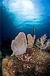 Reef scene with sea fan, St. Lucia, West Indies, Caribbean, Central America