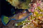 Pompe à nez pointu (Canthigaster rostrata), Sainte-Lucie, Antilles, Caraïbes, Amérique centrale