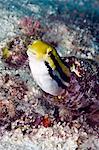 Chabot à tête courte fangblenny (Petroscirtes breviceps), à l'intérieur d'un corail incrusté de bouteille, Philippines, Asie du sud-est, Asie