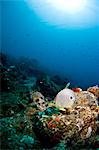 Smooth trunkfish (Lactophrys triqueter), and foureye butterflyfish (Chaetodon capistratus), St. Lucia, West Indies, Caribbean, Central America