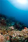 Smooth trunkfish (Lactophrys triqueter) and reef scene, St. Lucia, West Indies, Caribbean, Central America