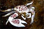 Spotted porcelain crab (Neopetrolisthes), in an anemone, Philippines, Southeast Asia, Asia