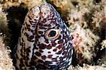 Spotted moray eel (Gymnothorax moringa), St. Lucia, West Indies, Caribbean, Central America