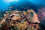 Two spotted moral eels (Gymnothorax moringa), St. Lucia, West Indies, Caribbean, Central America