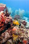 Blanc tacheté de balistes (Cantherhines macrocerus), Sainte-Lucie, Antilles, Caraïbes, Amérique centrale