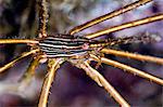 Crabe flèche de flanc jaune (Stenorhynchus seticornis), Sainte-Lucie, Antilles, Caraïbes, Amérique centrale