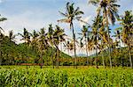 Tropical palm trees, Mangsit Beach, Lombok, Indonesia, Southeast Asia, Asia