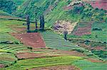Pflanzliche Felder bei Wonosobo, Dieng Plateau, Zentraljava, Indonesien, Südostasien, Asien
