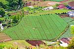 Aerial phot of vegetable fields at Wonosobo, Dieng Plateau, Central Java, Indonesia, Southeast Asia, Asia