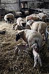 Moutons et agneaux sur une Dartmoor farm, Devon, Angleterre, Royaume-Uni, Europe