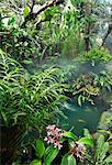 Garden designed by Robert Bobby Gopiao in Manila, Philippines, Southeast Asia, Asia