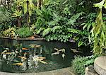 Koi fish pond, Manille (Philippines), l'Asie du sud-est, Asie