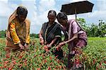 Agricultrice, récolte de piment rouge, Koch Bihar, du Bengale occidental, Inde, Asie
