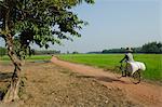 Farmer carrying a big bag on her bicycle amongst rice paddies, Myaungma. Irrawaddy delta, Myanmar (Burma), Asia