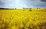 Rape fields, Cambridgeshire, England, United Kingdom, Europe