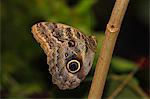 Papillons du genre Caligo sont communément appelés papillons chouette, après leurs ocelles énormes qui ressemblent à des yeux de chouettes