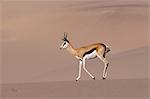Springbok (Antidorcas marsupialis) on sand dune, Skeleton Coast National Park, Namibia, Africa