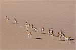 Springbok (Antidorcas marsupialis) on sand dune, Skeleton Coast National Park, Namibia, Africa