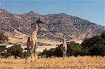 Giraffe (Giraffa camelopardalis), Skeleton Coast National Park, Namibia, Africa