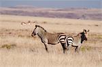 Zèbre de montagne de Hartmann (Equus zebra hartmannae), Concession de Palmwag, Damaraland, Namibie, Afrique