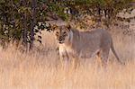 Lion (Panthera leo), réserve de gibier de Ongava, près de Parc National d'Etosha, Namibie, Afrique
