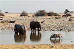 African elephant (Loxodonta africana), Etosha National Park, Namibia, Africa