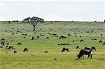 Wildebeest (Connochaetes taurinus), Masai Mara, Kenya, East Africa, Africa