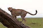 Guépard, (Acynonix jubatus), Masai Mara, Kenya, Afrique de l'est, Afrique