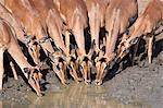 Impala (Aepyceros melampus), les femelles à trou d'eau, Mkhuze Game Reserve, Afrique du Sud, Afrique