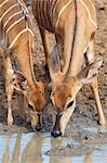 Nyala (Tragelaphus angasii), femelle avec bébé à boire, Mkhuze Game Reserve, Afrique du Sud, Afrique