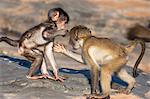 Babouins chacma de bébé (Papio cynocephalus ursinus), playfighting, Kruger National Park, Afrique du Sud, Afrique