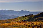 Aspens jaunes et oranges à l'automne, Wasatch Mountain State Park, Utah, États-Unis d'Amérique, l'Amérique du Nord