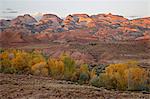 Yellow cottonwoods and sandstone formations in the fall, Capitol Reef National Park, Utah, United States of America, North America