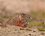 Yellow-bellied marmot (yellowbelly marmot) (Marmota flaviventris) with nesting material, Yellowstone National Park, Wyoming, United States of America, North America