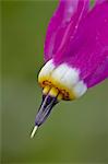 Slimpod shooting star (Dodecatheon conjugens), Yellowstone National Park, Wyoming, United States of America, North America
