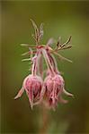 Prairie smoke (purple aven) (old man's whiskers) (long-plumed avens) (Geum triflorum), Yellowstone National Park, Wyoming, United States of America, North America