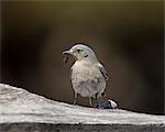 Frau Berg Hüttensänger (Sialia Currucoides) mit einer Raupe, Yellowstone Nationalpark, Wyoming, Vereinigte Staaten von Amerika, Nordamerika