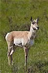 Femelle Antilope d'Amérique (Antilocapra americana), Parc National de Yellowstone, Wyoming, États-Unis d'Amérique, l'Amérique du Nord