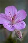 Collant géranium (Geranium viscosissimum), Glacier National Park, Montana, États-Unis d'Amérique, l'Amérique du Nord