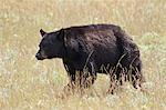 Black bear (Ursus americanus), Waterton Lakes National Park, Alberta, Canada, North America