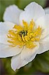 Westliche Kuhschelle (Anemone Occidentalis), Glacier National Park, Montana, Vereinigte Staaten von Amerika, Nordamerika