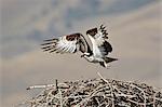 Balbuzard pêcheur (Pandion haliaetus) décollant de son nid, comté de Lemhi, Idaho, États-Unis d'Amérique, l'Amérique du Nord